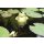 Frosch 10 cm aus grünem Glas schwimmend als Teich Deko - Deko für Vogeltränke, Fische, Gartenteich, Schwimmtiere, Gartendeko