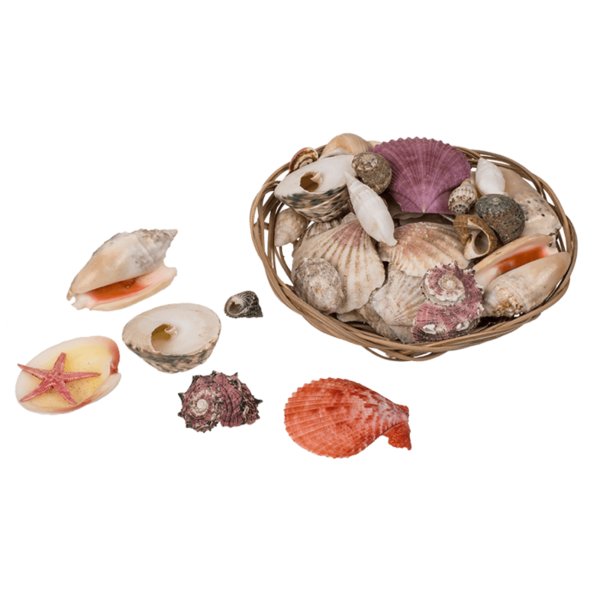 Muscheln und Seestern im Korb als maritime Deko - Muschel, Dekoration, Meer, Ferienwohnung, maritim einrichten