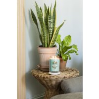 Yankee Candle Duftkerze im Glas (groß) ALOE & AGAVE - Kerze mit Brenndauer bis zu 90 Stunden