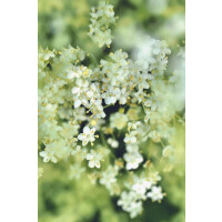 Refill Nachfüllflasche Diffuser My Senso N°9...