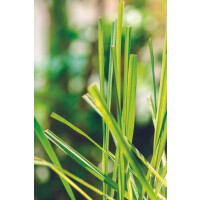 Refill Nachfüllflasche Diffuser My Senso N°15...