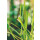 Refill Nachfüllflasche Diffuser My Senso N°15 Lemongrass 240 ml  - Premium Diffusor - Raumduft, Lufterfrischer, Duftstäbchen, Raum Duft, Verdunster