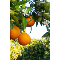 Refill Nachfüllflasche Diffuser My Senso N°82...